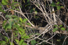 Geospiza conirostris