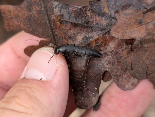 Staph beetle photo 4