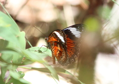Cethosia penthesilea