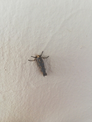 Ethmia circumdatella