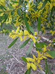 Acacia longifolia longifolia