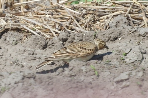 Eurasian Skylark, 2161 AL Lisse, Netherlands, photo 9 of 10