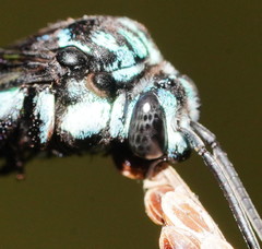 Thyreus nitidulus