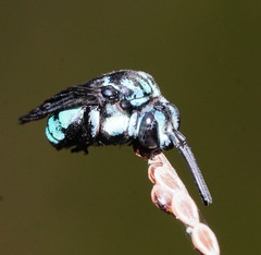Thyreus nitidulus