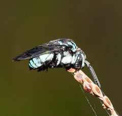 Thyreus nitidulus