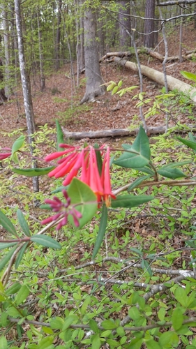Lonicera sempervirens