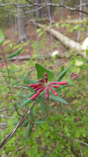 Lonicera sempervirens