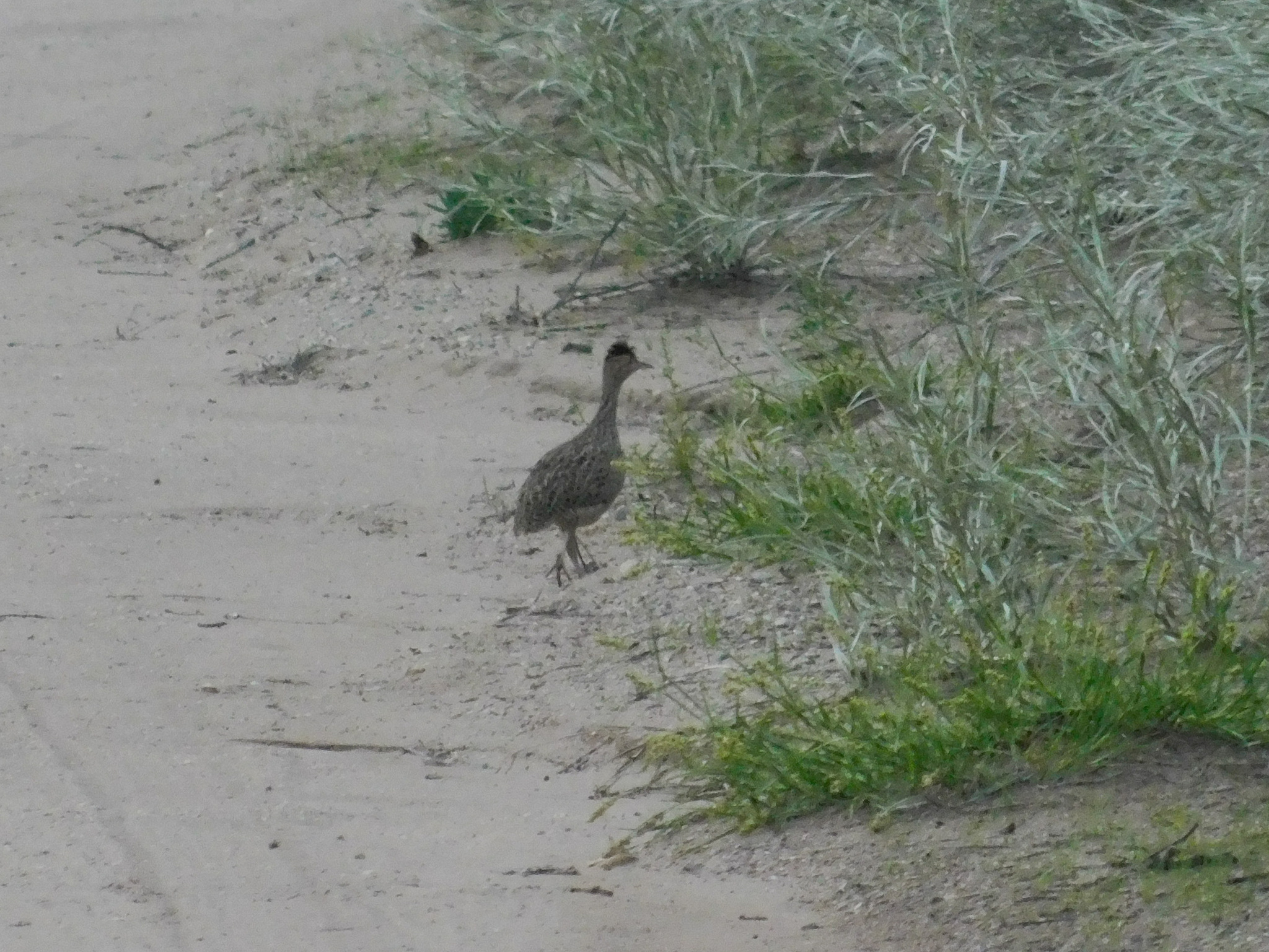 Brushland Tinamou (Nothoprocta cinerascens), photo 6