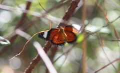 Cethosia penthesilea