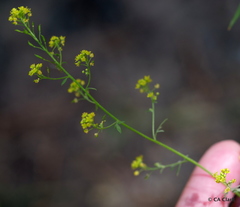 Descurainia californica