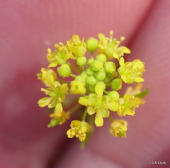 Descurainia californica