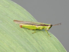 Gesonula punctifrons