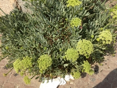 Crithmum maritimum
