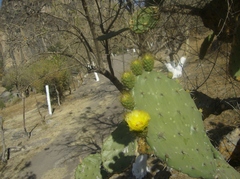 Opuntia atropes