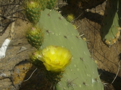 Opuntia atropes