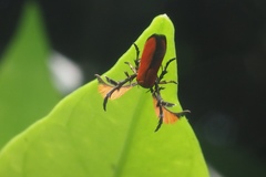 Oedematopoda