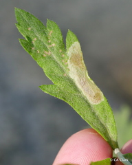 Calycomyza artemisiae