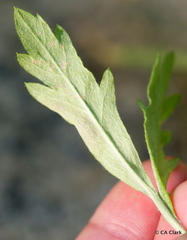 Calycomyza artemisiae