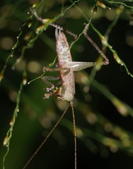 Austrosalomona destructor