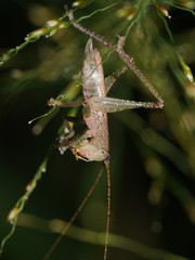 Austrosalomona destructor