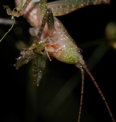 Austrosalomona destructor