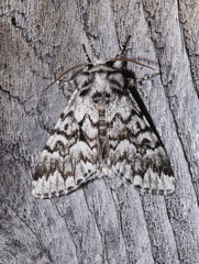 Panthea acronyctoides