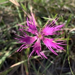 Dianthus pygmaeus
