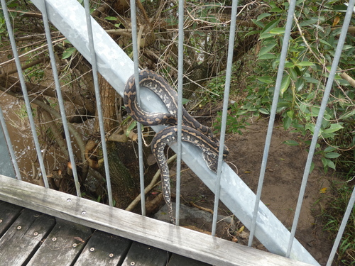 Coastal Carpet Python sighting