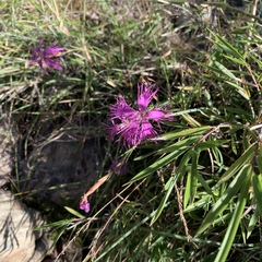 Dianthus pygmaeus