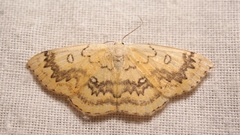 Cyclophora annularia