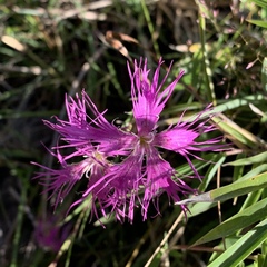 Dianthus pygmaeus