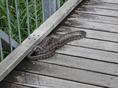 Coastal Carpet Python sighting