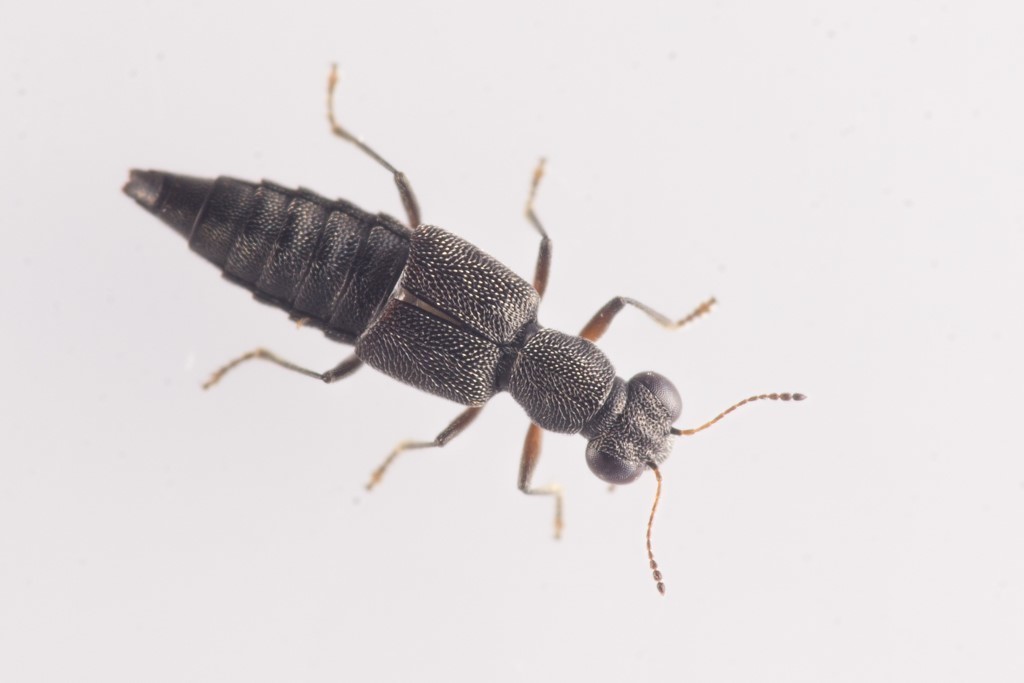 Stenus picipes