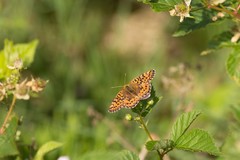 Boloria aquilonaris