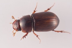 Bodilopsis rufa