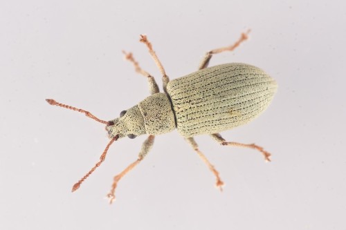 Phyllobius virideaeris, photo 2 of 8