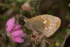 Coenonympha tullia