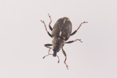 Rhinoncus perpendicularis