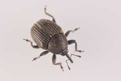 Cleopomiarus graminis