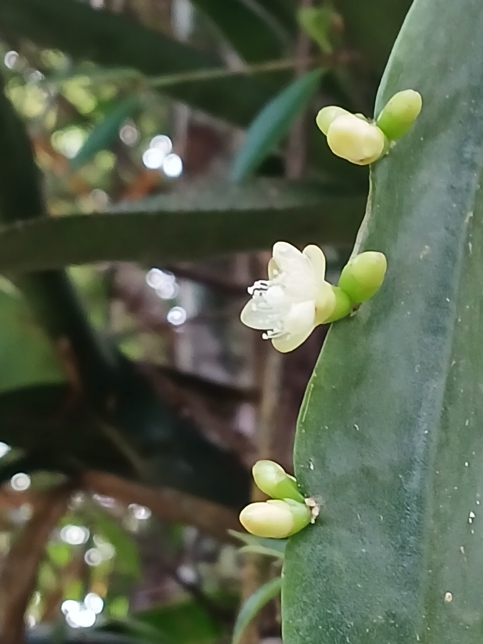 Imagem de Cacto-macarrão
