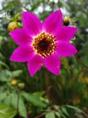 Dahlia moorei