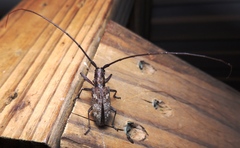 Monochamus carolinensis