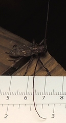 Monochamus carolinensis