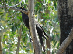 Strepera versicolor melanoptera