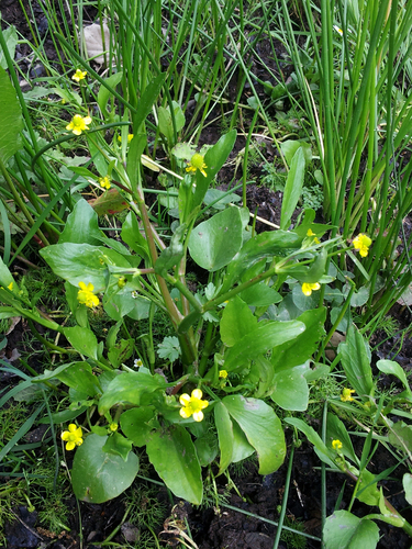 Adder's-tongue Spearwort