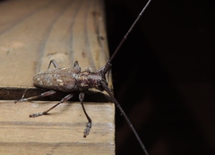 Monochamus carolinensis