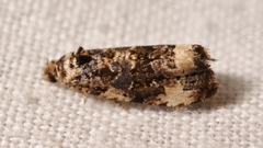 Endothenia marginana