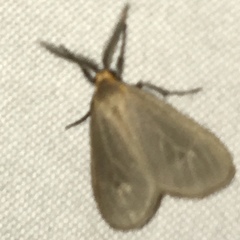 Pagara simplex