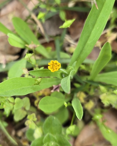 Image of Weedy Dwarfdandelion (Krigia cespitosa) by no rights reserved