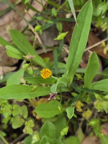 Image of Weedy Dwarfdandelion (Krigia cespitosa) by no rights reserved